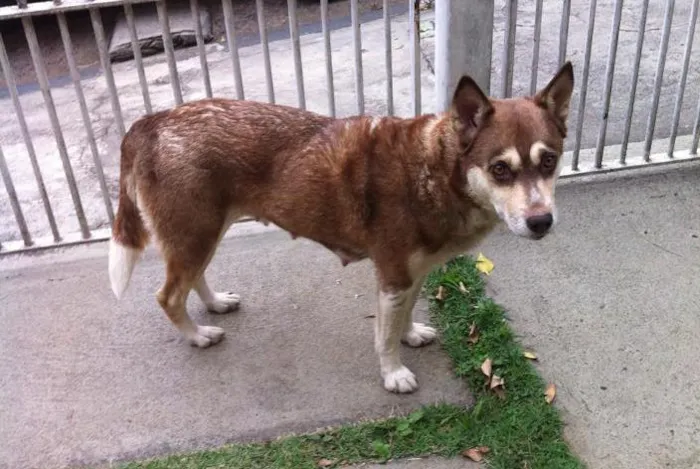 Cachorro raça Vira lata idade 3 anos nome sem nome