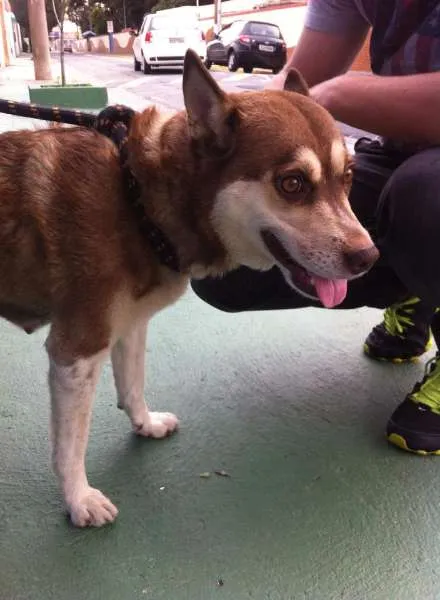Cachorro raça Vira lata idade 3 anos nome sem nome