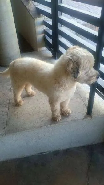 Cachorro raça Poodle idade 3 anos nome Bernardo (Bê)