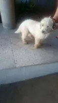 Bernardo (Bê)