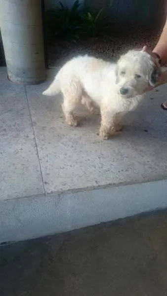 Cachorro raça Poodle idade 3 anos nome Bernardo (Bê)