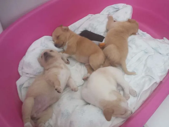 Cachorro raça Indefinida idade Abaixo de 2 meses nome Vários