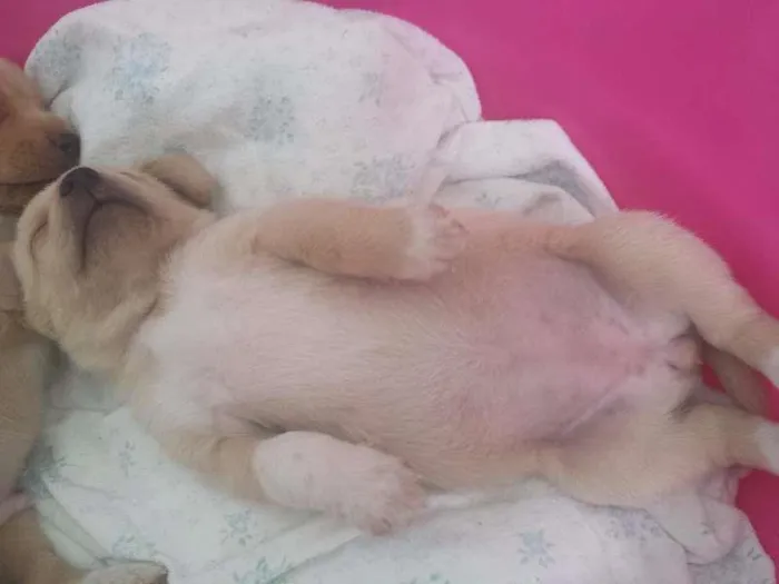 Cachorro raça Indefinida idade Abaixo de 2 meses nome Vários