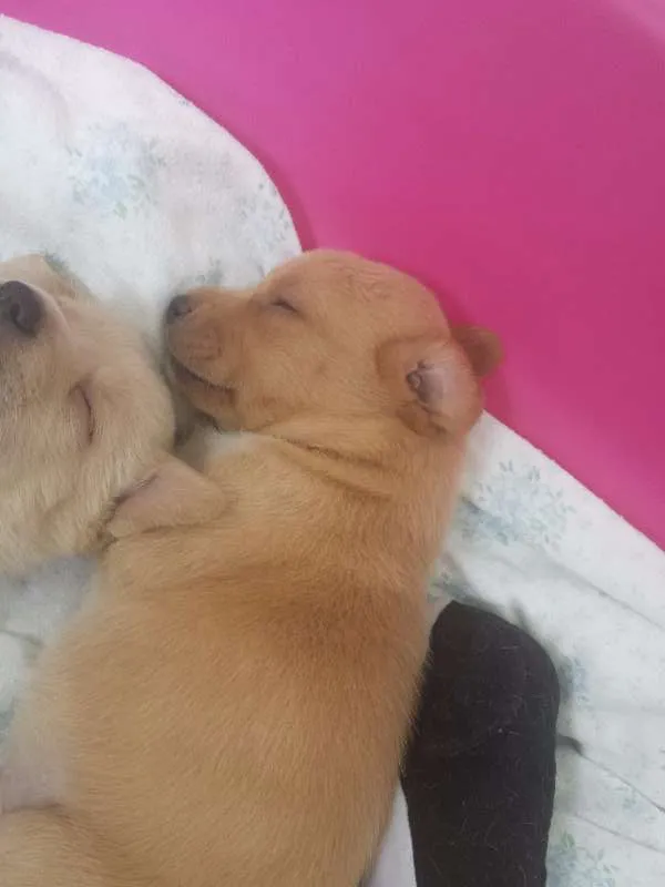 Cachorro raça Indefinida idade Abaixo de 2 meses nome Vários