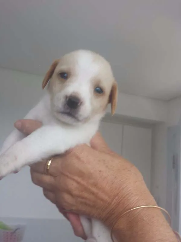 Cachorro raça Indefinida idade Abaixo de 2 meses nome Vários
