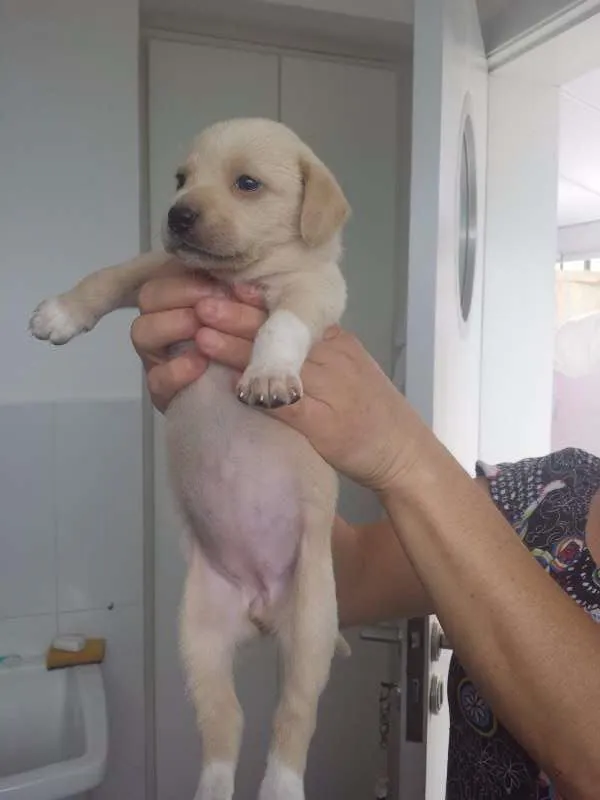 Cachorro raça Indefinida idade Abaixo de 2 meses nome Vários