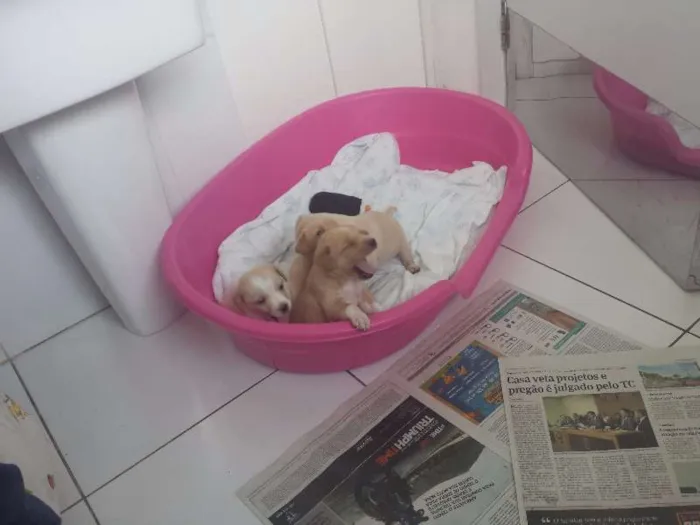 Cachorro raça Indefinida idade Abaixo de 2 meses nome Vários