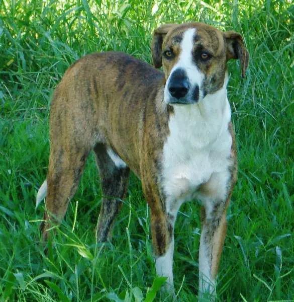 Cachorro ra a SRD idade 2 anos nome RUSSO GRATIFICA