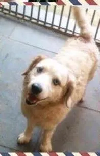 Cachorro ra a vira-lata idade 3 anos nome Bowie
