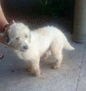 Cachorro raça Poodle idade 3 anos nome Bernardo (Bê)