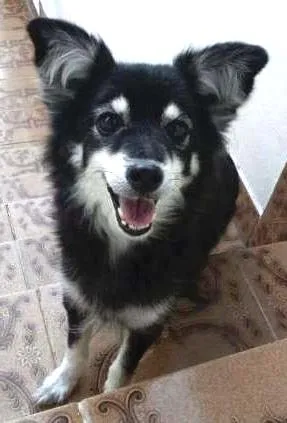 Cachorro raça  idade 4 anos nome sem nome