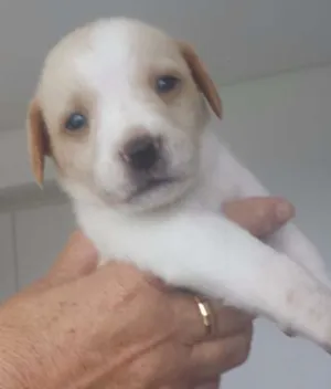 Cachorro raça Indefinida idade Abaixo de 2 meses nome Vários