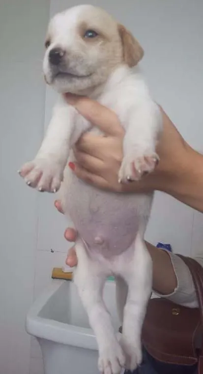 Cachorro raça Indefinida idade Abaixo de 2 meses nome Vários
