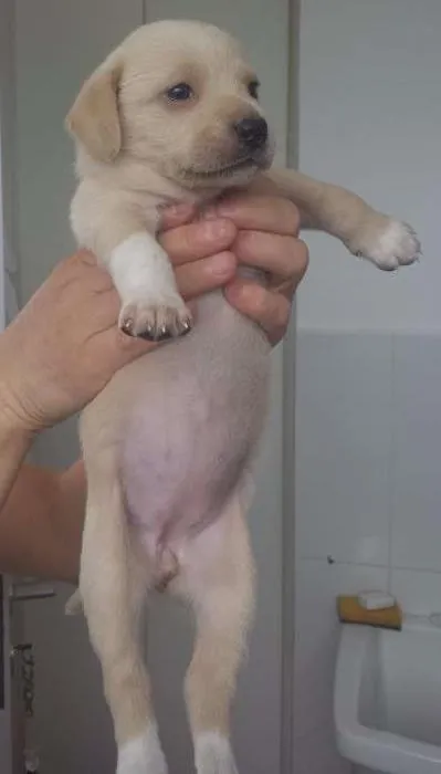 Cachorro raça Indefinida idade Abaixo de 2 meses nome Vários