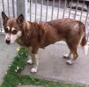 Cachorro raça Vira lata idade 3 anos nome sem nome