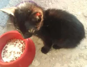 Gato raça Srd idade Abaixo de 2 meses nome Luan