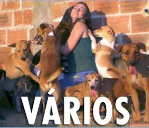 Cachorro raça Dv idade  nome Renata Brito Protet
