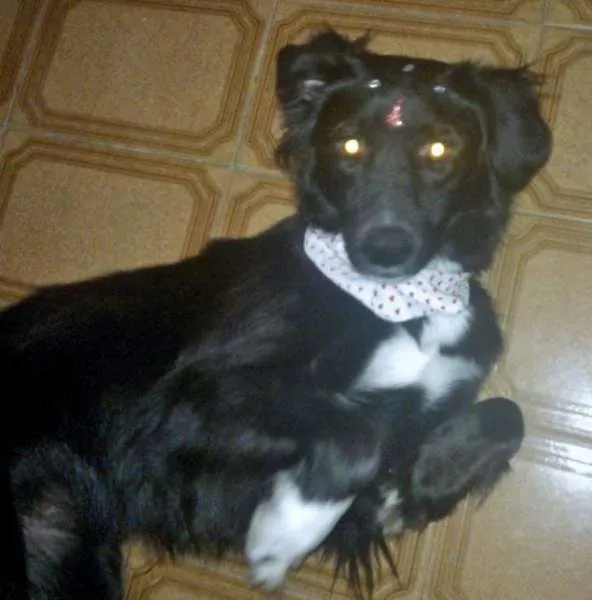 Cachorro ra a Vira-Lata idade 2 anos nome Pepita