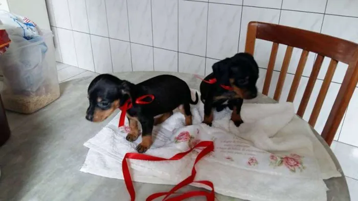 Cachorro ra a basset idade Abaixo de 2 meses nome BASSET