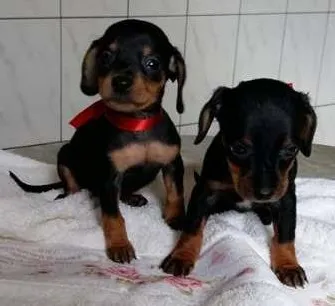 Cachorro ra a basset idade Abaixo de 2 meses nome BASSET