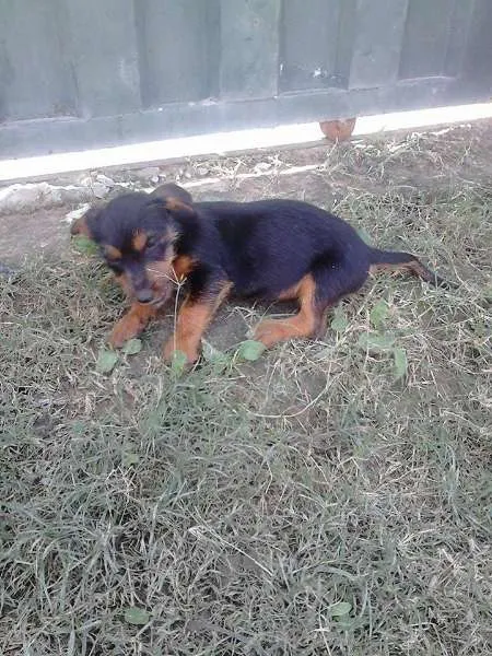 Cachorro ra a nao sei idade 2 a 6 meses nome nao tem