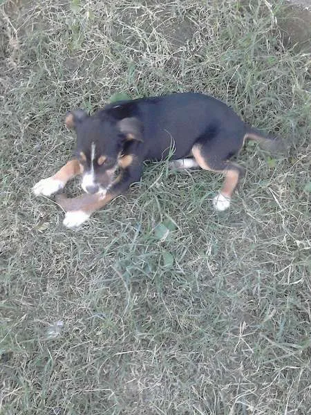 Cachorro ra a nao sei idade 2 a 6 meses nome nao tem