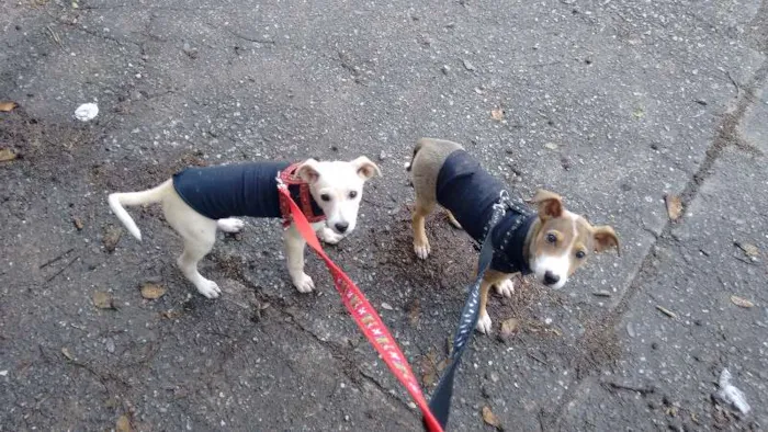 Cachorro ra a SRD idade 2 a 6 meses nome Nita e Ed