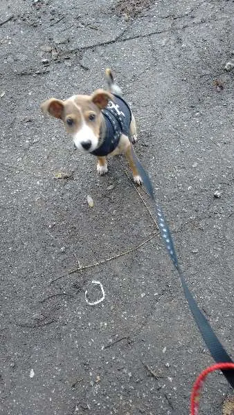 Cachorro ra a SRD idade 2 a 6 meses nome Nita e Ed