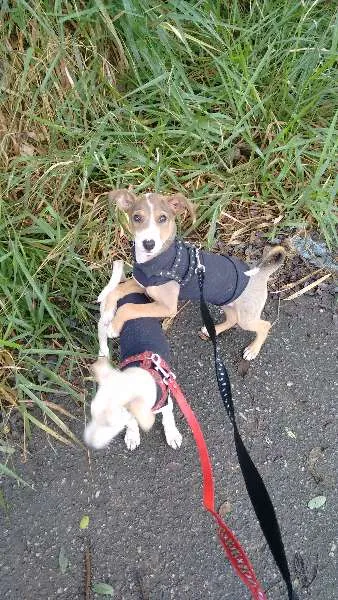 Cachorro ra a SRD idade 2 a 6 meses nome Nita e Ed