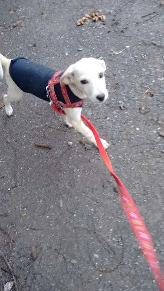 Cachorro ra a SRD idade 2 a 6 meses nome Nita e Ed