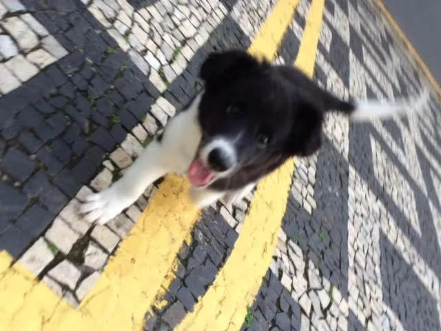 Cachorro ra a SRD idade 2 a 6 meses nome Marley