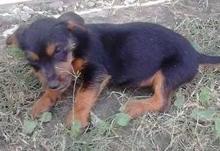 Cachorro ra a nao sei idade 2 a 6 meses nome nao tem