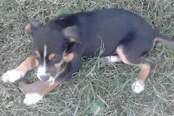 Cachorro ra a nao sei idade 2 a 6 meses nome nao tem