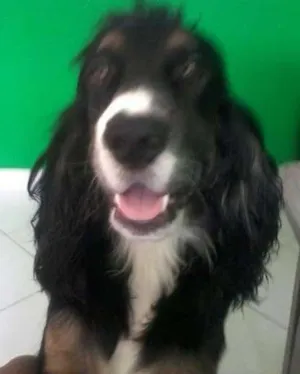 Gato raça cocker spaniel idade 1 ano nome CHAVES