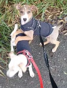 Cachorro raça SRD idade 2 a 6 meses nome Nita e Ed