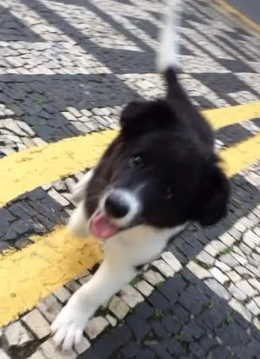 Cachorro ra a SRD idade 2 a 6 meses nome Marley