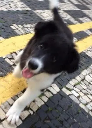 Cachorro ra a SRD idade 2 a 6 meses nome Marley