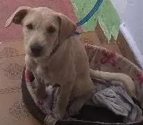 Cachorro ra a Vira-lata idade 2 a 6 meses nome Thor