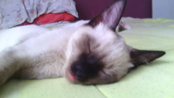 Gato ra a siamês idade 2 a 6 meses nome Toddy