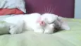Loly
