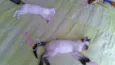 Loly