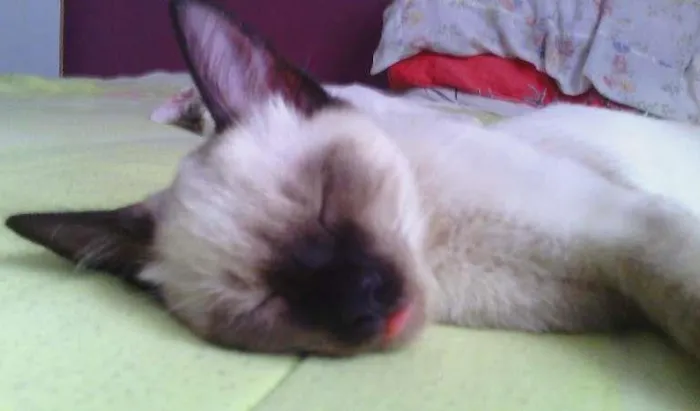 Gato ra a siamês idade 2 a 6 meses nome Toddy