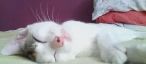 Gato raça Sem raça definida idade 2 a 6 meses nome Loly