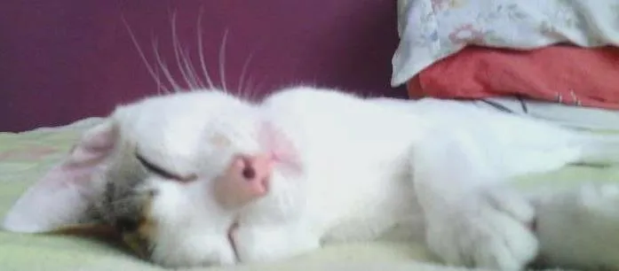 Gato ra a Sem raça definida idade 2 a 6 meses nome Loly
