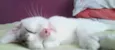 Loly
