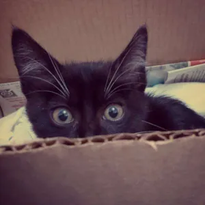 Gato raça  idade 2 a 6 meses nome Lucky