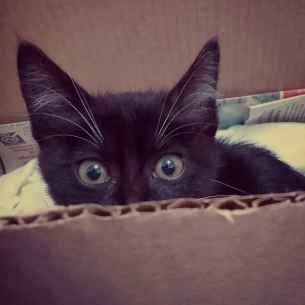 Gato ra a  idade 2 a 6 meses nome Lucky