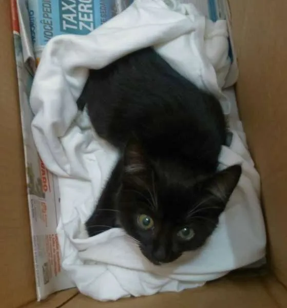 Gato ra a  idade 2 a 6 meses nome Lucky