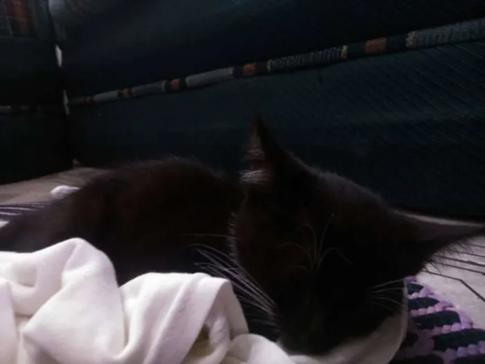 Gato ra a  idade 2 a 6 meses nome Lucky