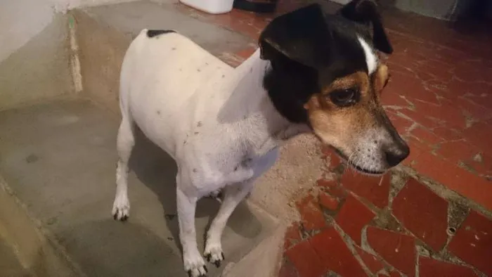 Cachorro ra a  idade 1 ano nome Princesa